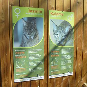 Iberian Lynx At Madrid - Signage