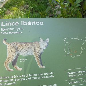 Iberian Lynx At Madrid - Signage