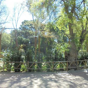 Iberian Lynx At Madrid - View Of Enclosure