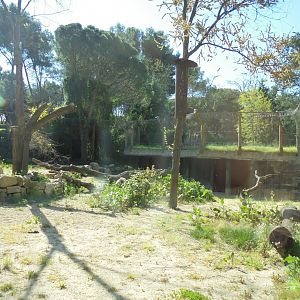Iberian Lynx At Madrid - View Of Enclosure Through Window
