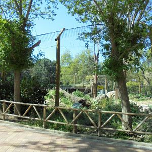 Iberian Lynx At Madrid - View Of Enclosure