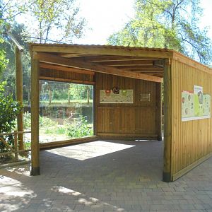Iberian Lynx At Madrid -viewing Shelter