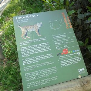 Iberian Lynx At Madrid