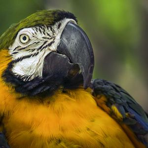 Apr. 2017 - Discovery Forest - Miligold Macaw