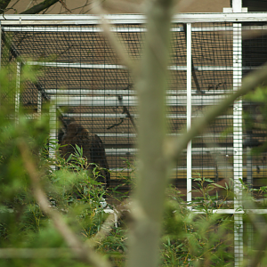Apr. 2017 - (Behind) Wings of the World - Juvenile Condor?