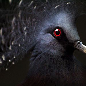 Apr. 2017 - Wings Of The World - Victoria Crowned Pigeon