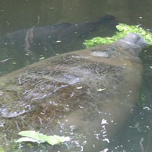 Manatee
