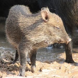 Collared peccary-piglet