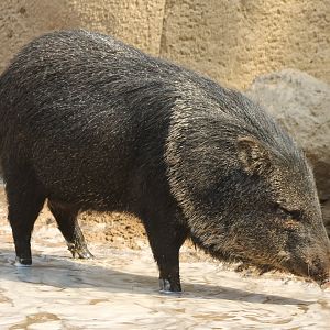 Collared peccary
