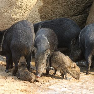 Collared peccaries