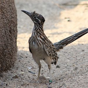 Roadrunner