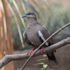 White-winged dove