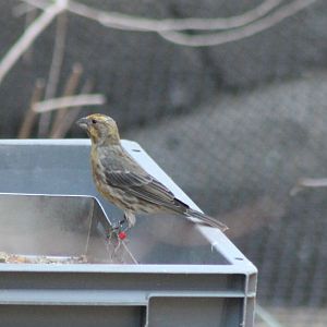Mexican housefinch