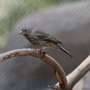 Mexican housefinch