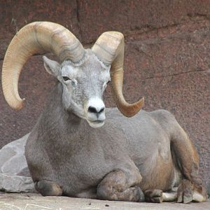 Bighorn sheep