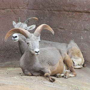 Bighorn sheep