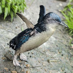 Apr. 2017 - Children's Zoo - Little Blue Penguin