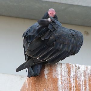 Turkey vulture