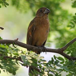 Female Ultramarine grosbeak