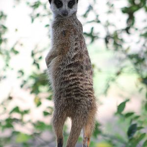 Meerkat