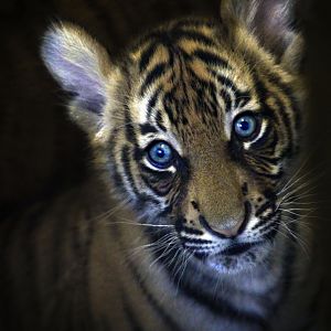 Apr. 2017 - Children's Zoo - Malayan Tiger Cub