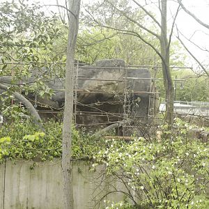 Apr. 2017 - Gorilla World - Renovating the Colobus Exhibits