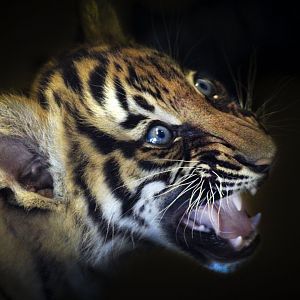 Apr. 2017 - Children's Zoo - Malayan Tiger Cub