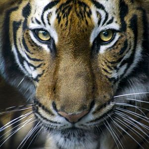 Apr. 2017 - Cat Canyon - Cinta