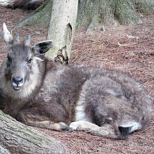 Central Chinese goral