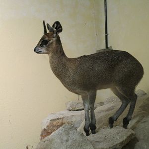 Ethiopian Klipspringer