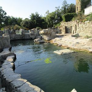 Cape Fur Seal Exhibit