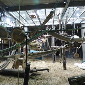 Indoor Chimpanzee Enclosure