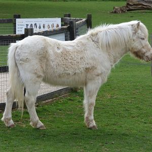 Welsh Cream Pony