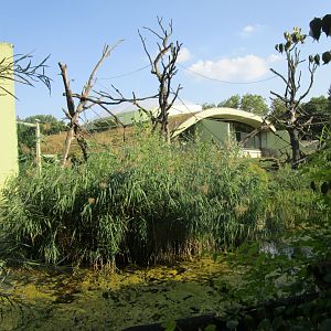 Gorilla and Mantled Colobus Outdoor Exhibit