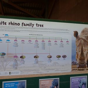 White Rhino Family Tree