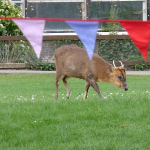 Reeve's Muntjac outside the Discovery Centre