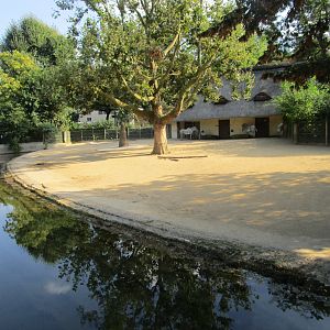 Grevy's Zebra Exhibit