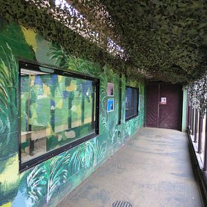 Sloth Bear Indoor Viewing Area
