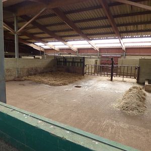 Southern White Rhino Indoor