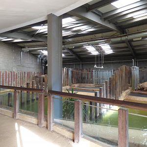 Rhinos of Nepal Indoor (GOHR)