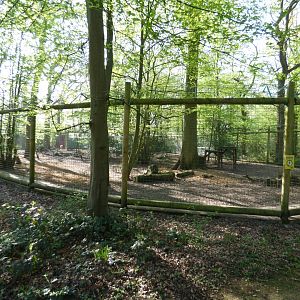 Woodland European Wolf Enclosure