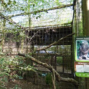 Common Buzzard Aviary
