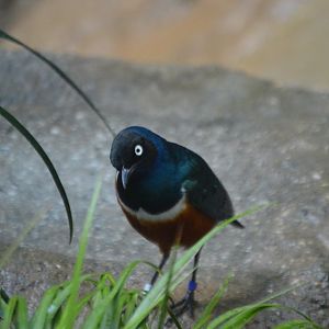 Lamprotornis superbus