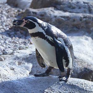 Spheniscus humboldti