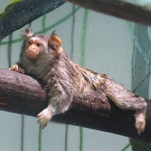 Hybrid Marmoset
