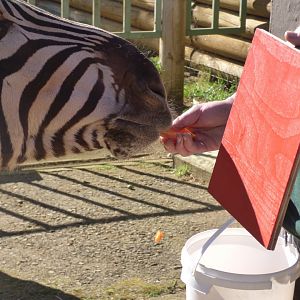 Zebra Target Training