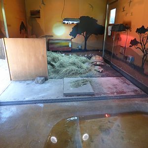 Tortoise Indoor