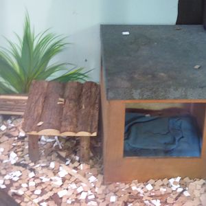 Hut for Geoffrey's Marmoset