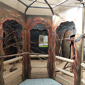 Free-Flying Egyptian Fruit-Bat Area