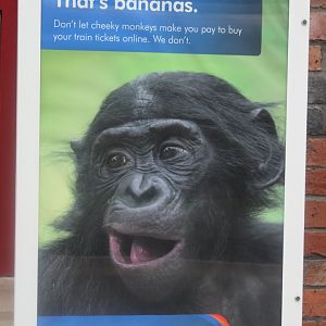 STOKEBONOBO